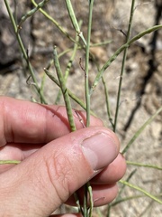 Streptanthus campestris