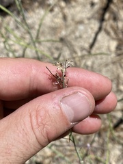 Streptanthus campestris