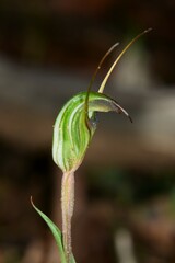 Pterostylis × toveyana