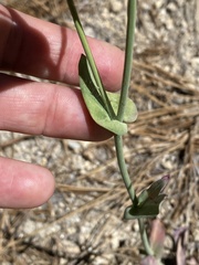 Streptanthus campestris