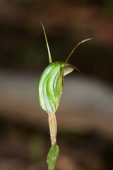 Pterostylis × toveyana