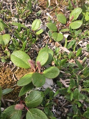 Salix reticulata
