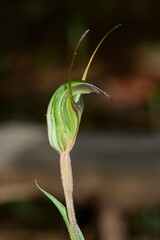 Pterostylis × toveyana
