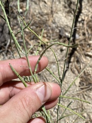 Streptanthus campestris
