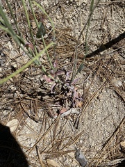 Streptanthus campestris