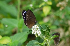 Euploea tulliolus koxinga