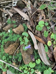 Viola perreniformis