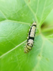 Papilio clytia