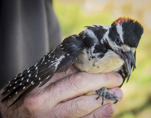 iNaturalist observation photo of Hairy Woodpecker