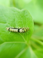 Papilio clytia