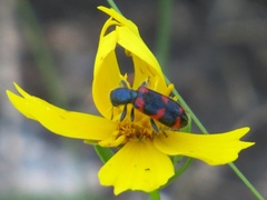 Trichodes nuttalli