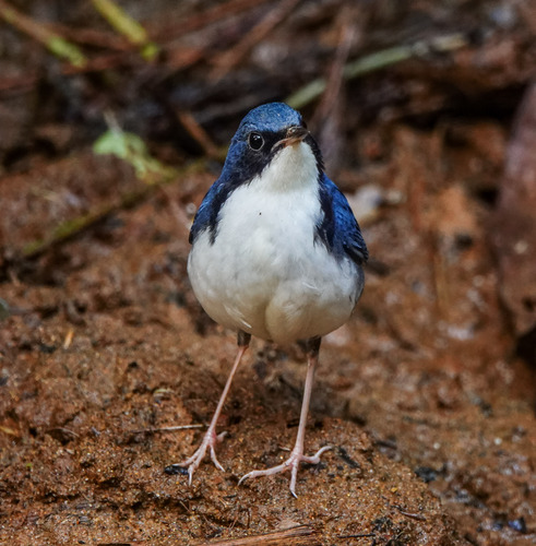 Ruiseñor azul (Larvivora cyane)