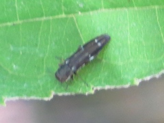 Agrilus obsoletoguttatus