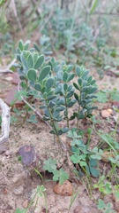Roepera sessilifolia