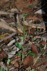 Pterostylis × toveyana