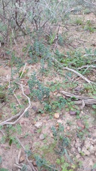 Roepera sessilifolia