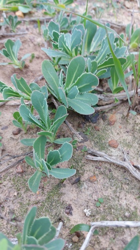 Othonna ciliata