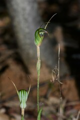Pterostylis × toveyana