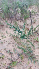 Asparagus undulatus