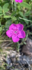Dianthus deltoides deltoides