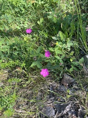 Dianthus deltoides deltoides