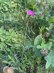 Dianthus deltoides deltoides