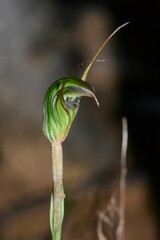 Pterostylis × toveyana