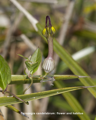 Ceropegia candelabrum