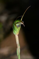 Pterostylis × toveyana