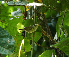 Phylloscopus reguloides