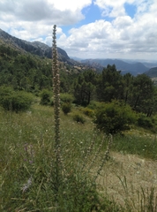 Echium boissieri