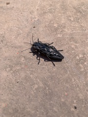 Chalcophora angulicollis