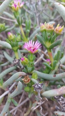 Ruschia klipbergensis