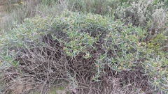 Ruschia klipbergensis