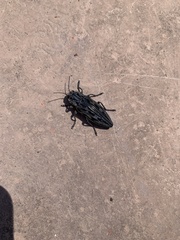 Chalcophora angulicollis