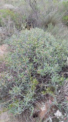 Ruschia klipbergensis