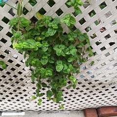 Pilea nummulariifolia