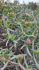 Ruschia klipbergensis