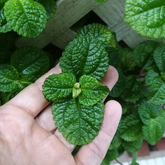 Pilea nummulariifolia