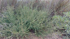 Podalyria microphylla