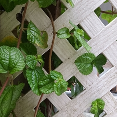 Pilea nummulariifolia