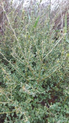 Podalyria microphylla