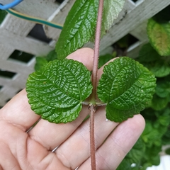 Pilea nummulariifolia