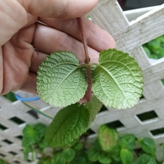Pilea nummulariifolia