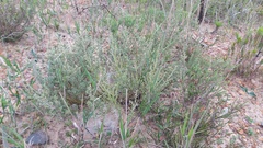 Podalyria microphylla