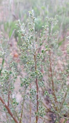 Podalyria microphylla