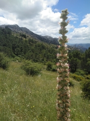 Echium boissieri