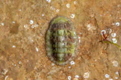 Lepidochitona cinerea
