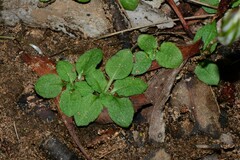 Pterostylis × toveyana