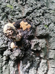 Inonotus nidus-pici